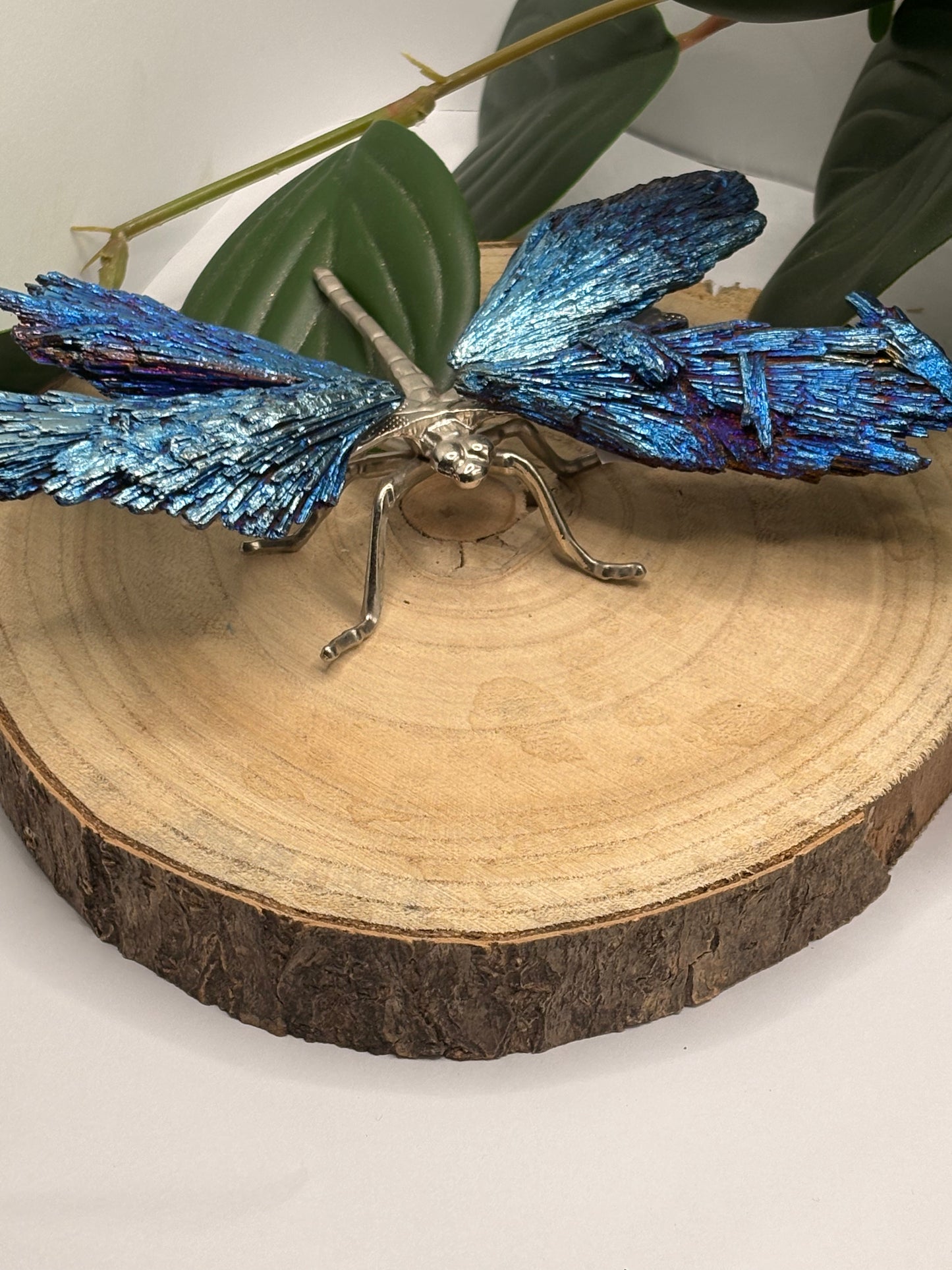 Libelle