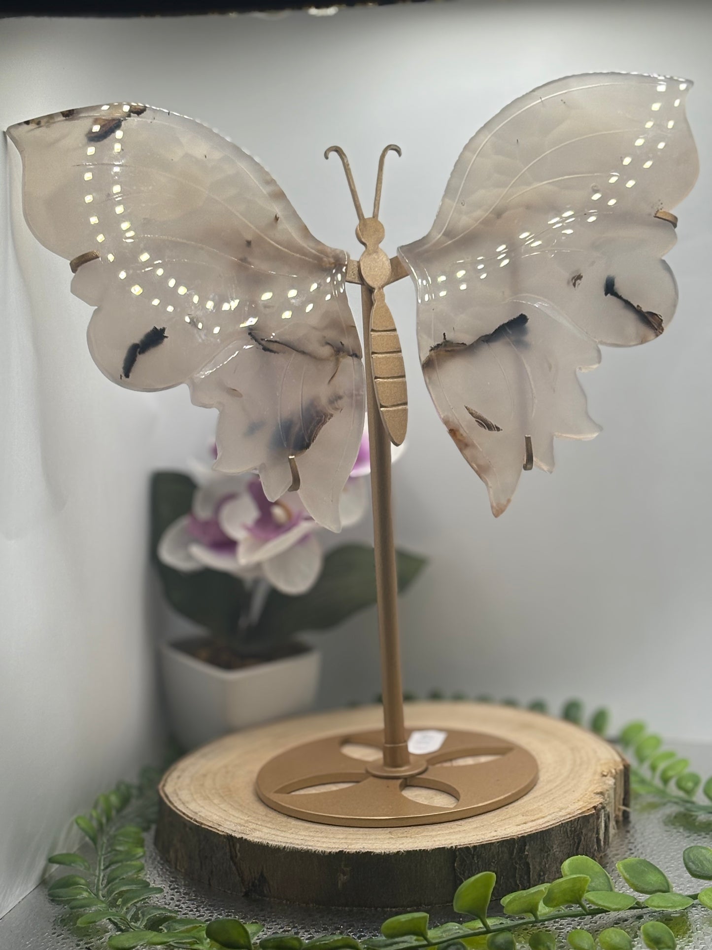 Schmetterling