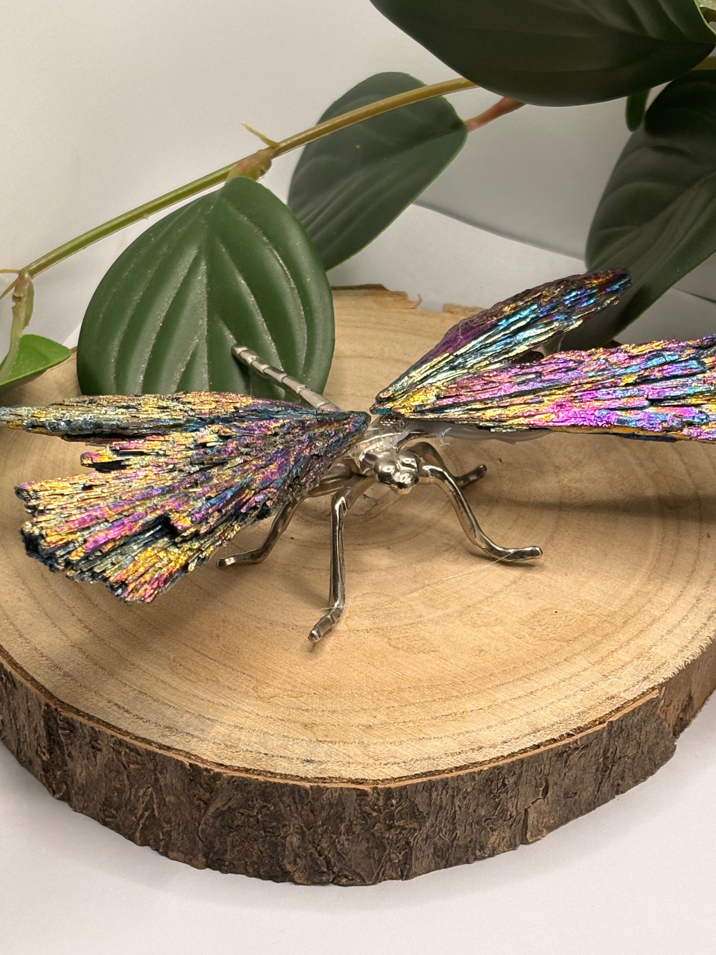 Libelle