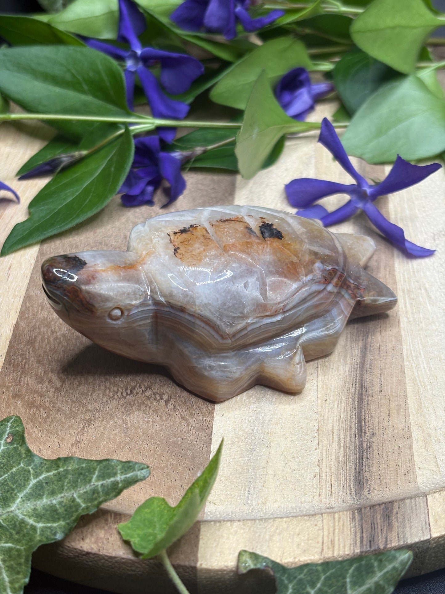 Kraft der Langsamkeit – Schildkröten