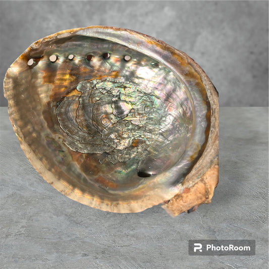 Regenbogen Abalone Muschel